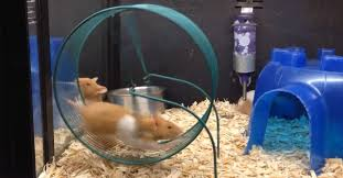 repeated records hamster wheel